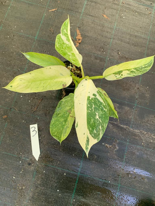 Philodendron Jose Buono 3