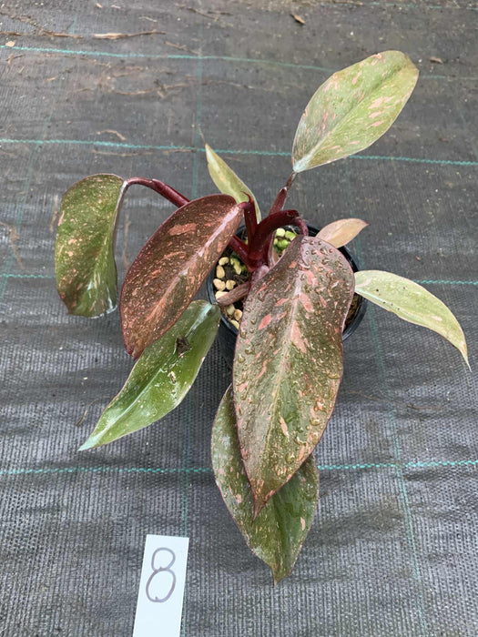 Philodendron Orange Princess #8