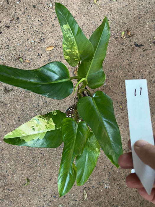 Philodendron White Princess #11