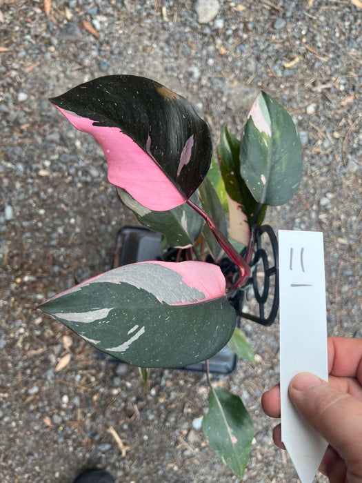 Philodendron Pink Princess #11