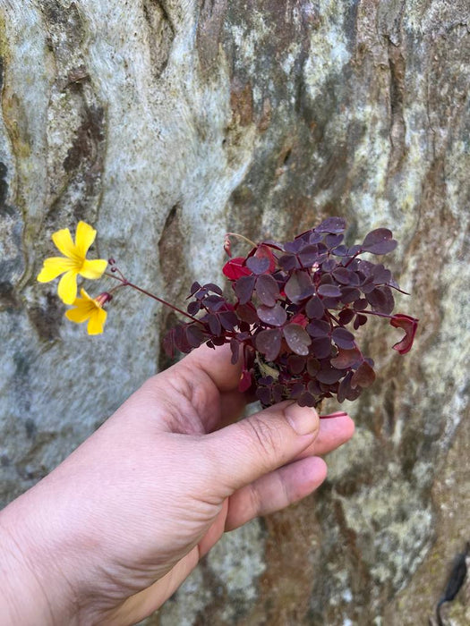Oxalis Vulcanicola Zinfandel