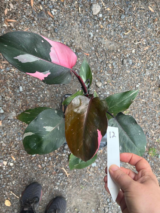 Philodendron Pink Princess #12
