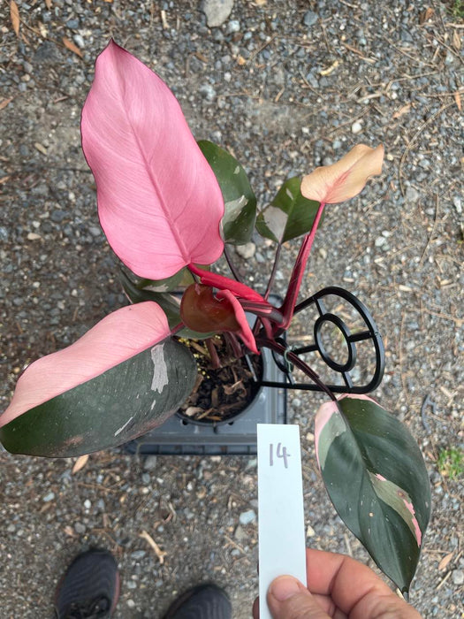 Philodendron Pink Princess #14