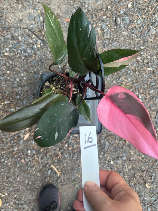 Philodendron Pink Princess #16
