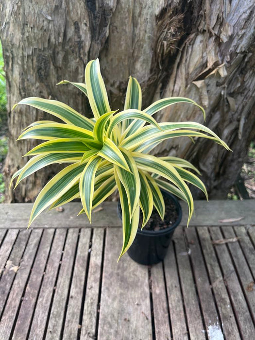 Dracaena Song of India