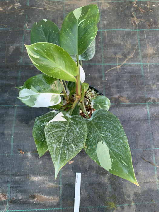 Philodendron White Princess #1