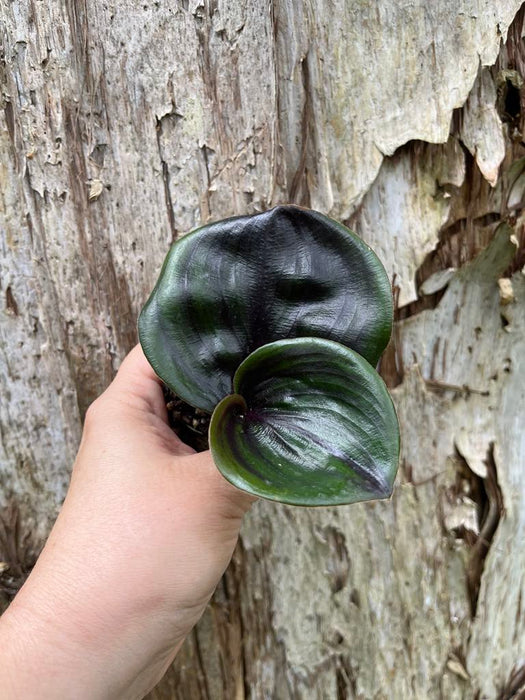 Geogenanthus Ciliatus Midnight Pearl "Geo Plant"