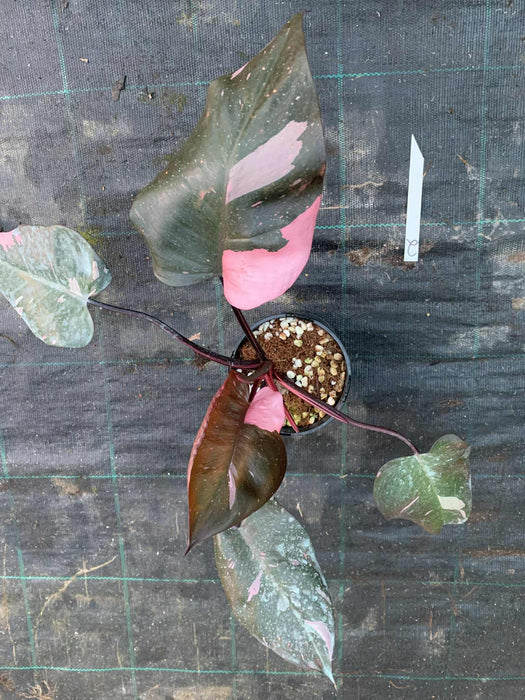 Philodendron Pink Princess #2