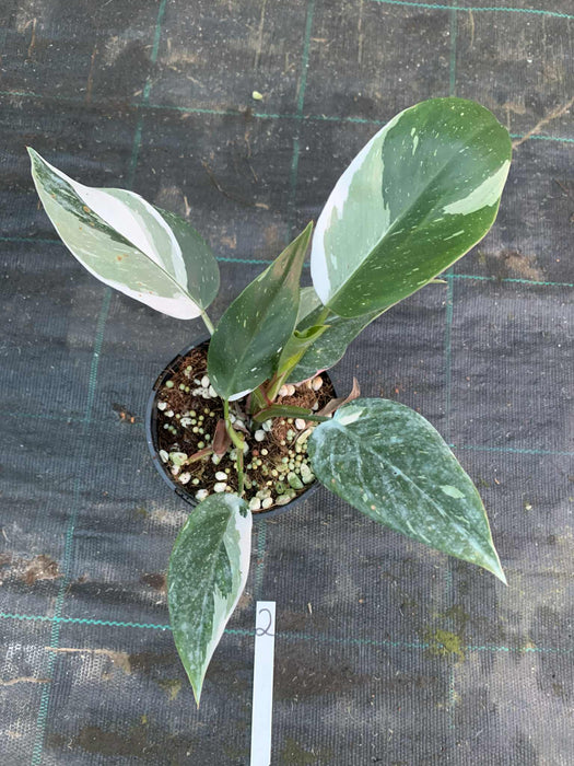 Philodendron White Princess #2