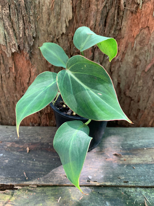 Philodendron Gloriosum