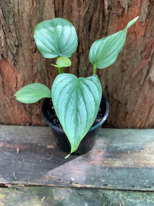 Philodendron Silver Cloud