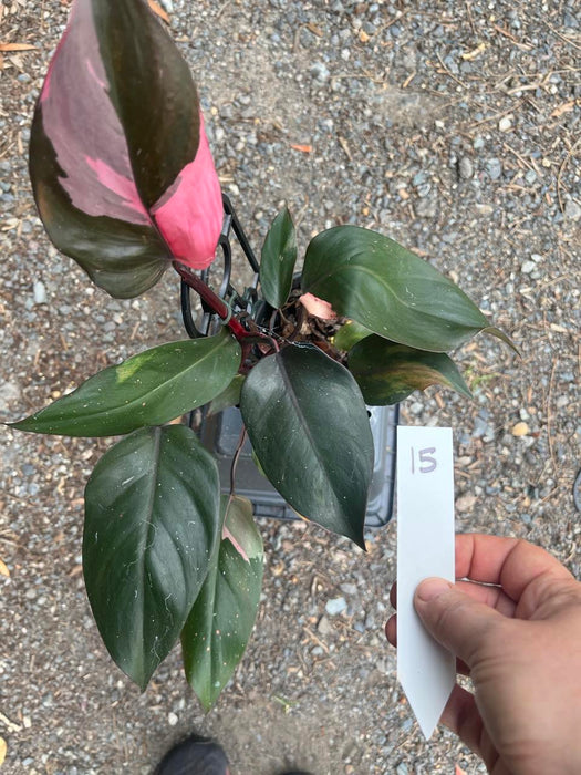 Philodendron Pink Princess #15