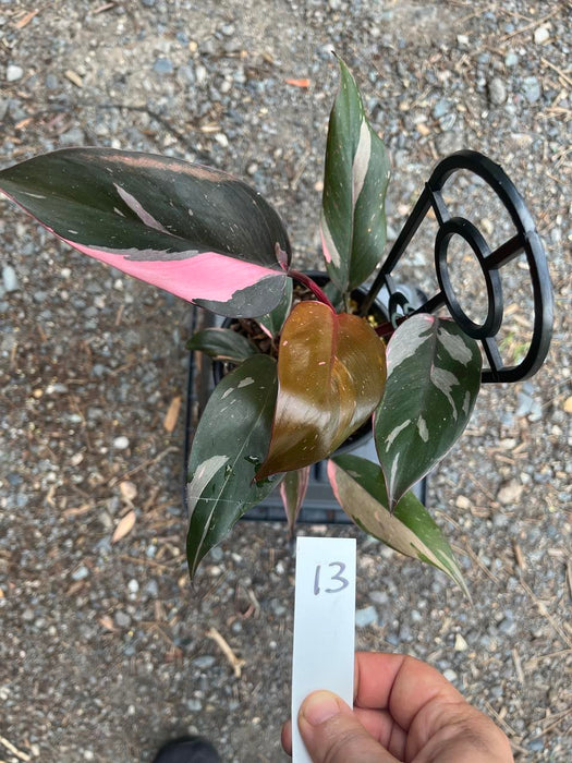 Philodendron Pink Princess #13
