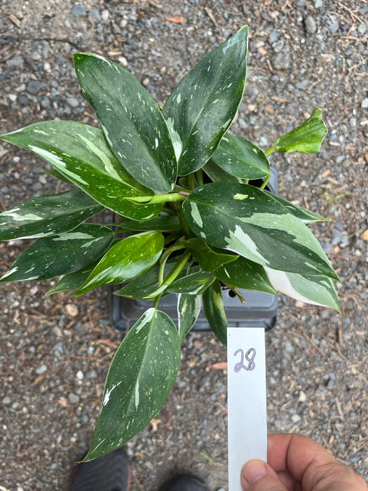 Philodendron White Princess #28