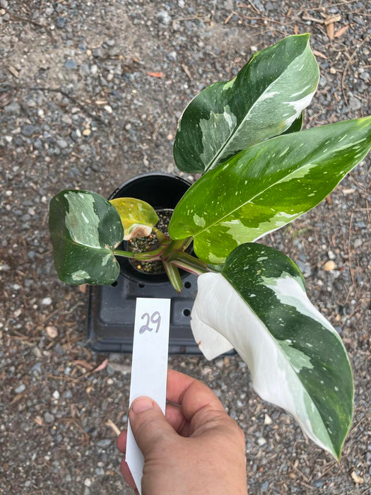 Philodendron White Princess #29