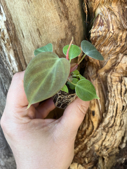 Philodendron Rubrijuvenile El Choco Red