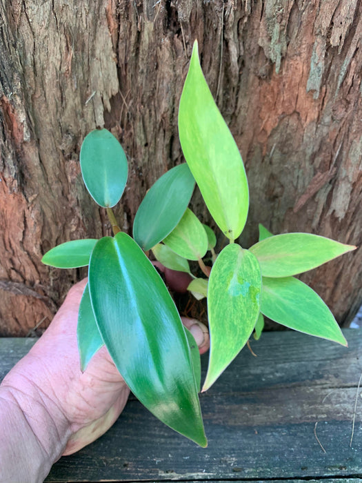 Philodendron Painted Lady Starter Plant