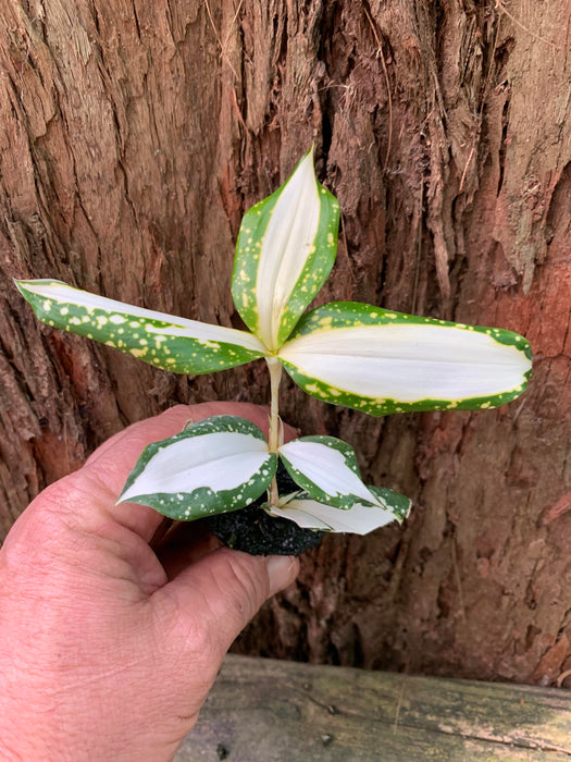 Baby Dracaena Milky Way