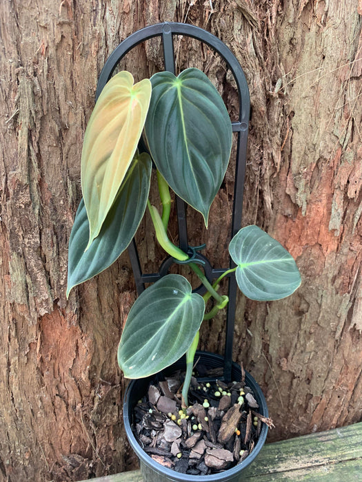 Clearance Philodendron Melanochrysum 100mm