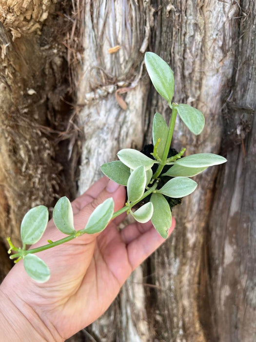 Dischidia Oiantha Variegata