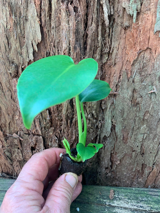 Monstera Deliciosa