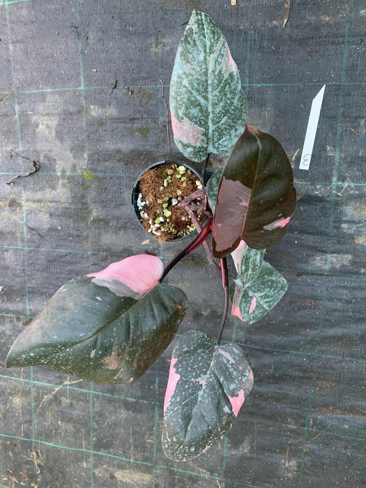 Philodendron Pink Princess #3