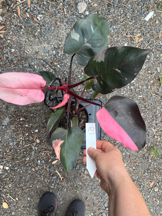 Philodendron Pink Princess #10