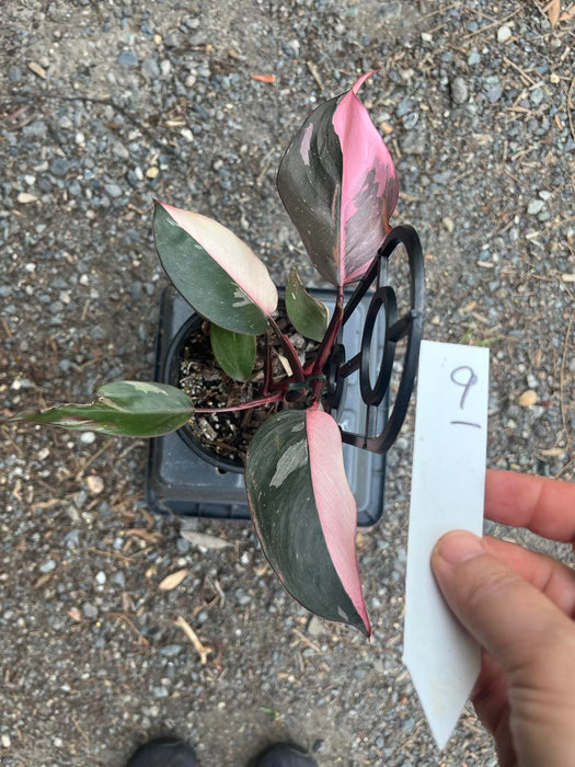 Philodendron Pink Princess #9