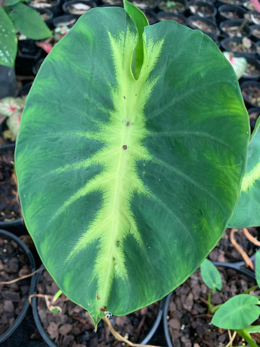 Colocasia Maui Sunrise
