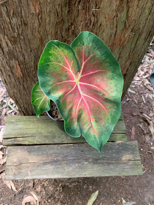 Caladium Key Lime
