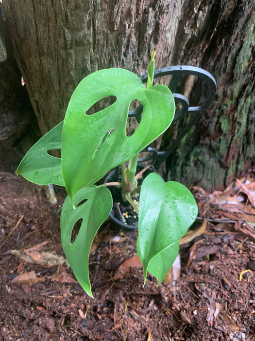 Rhaphidophora Pertusa