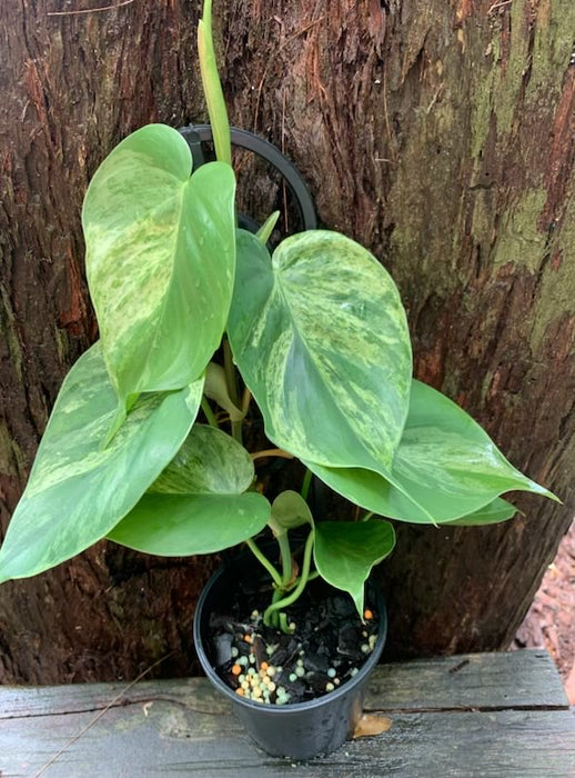 Philodendron Variegated Heart Leaf