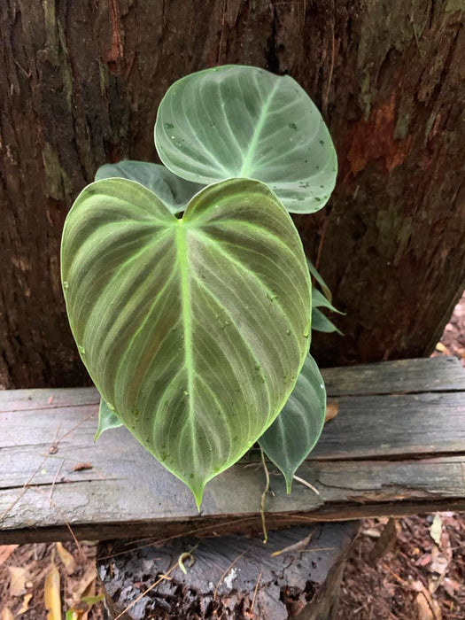 Philodendron Rubrijuvenile El Choco Red
