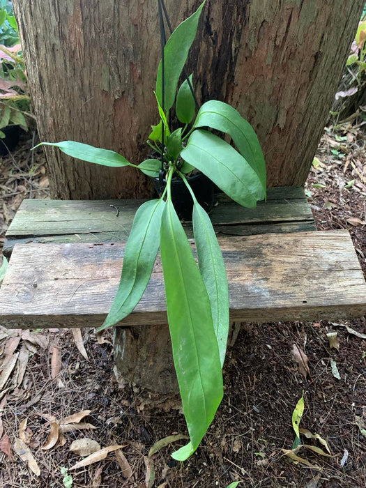 Anthurium Vittarifolium