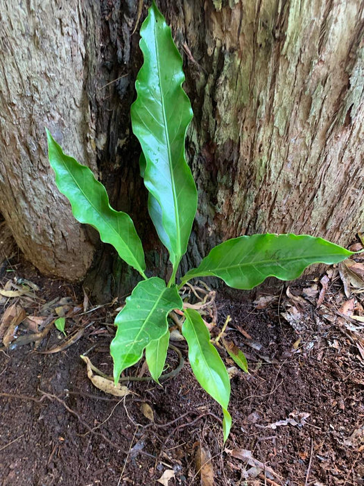 Anthurium Hookeri