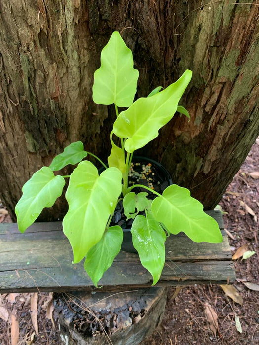 Philodendron Xanadu GOLD BULLION