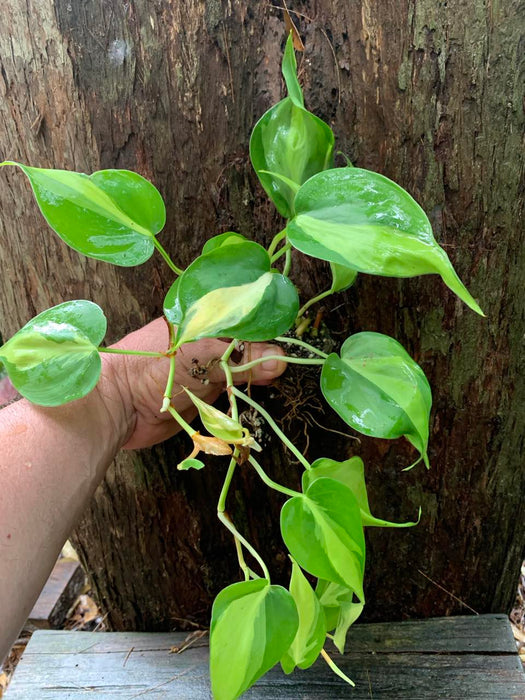 CLEARANCE Philodendron Brasil (Brazil)