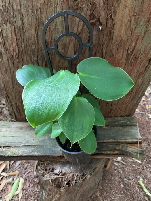 Philodendron Rugosum (textured Form)