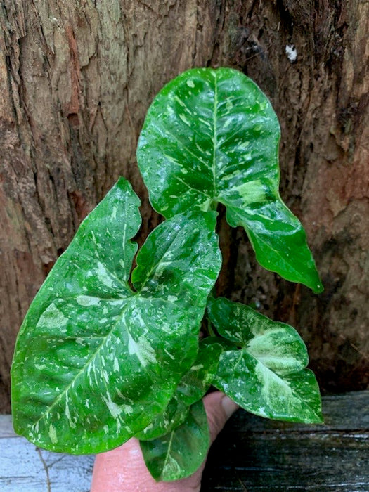 Syngonium Panda