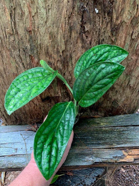 Monstera Karstenianum Peru