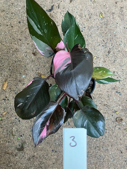 Philodendron Pink Princess #3