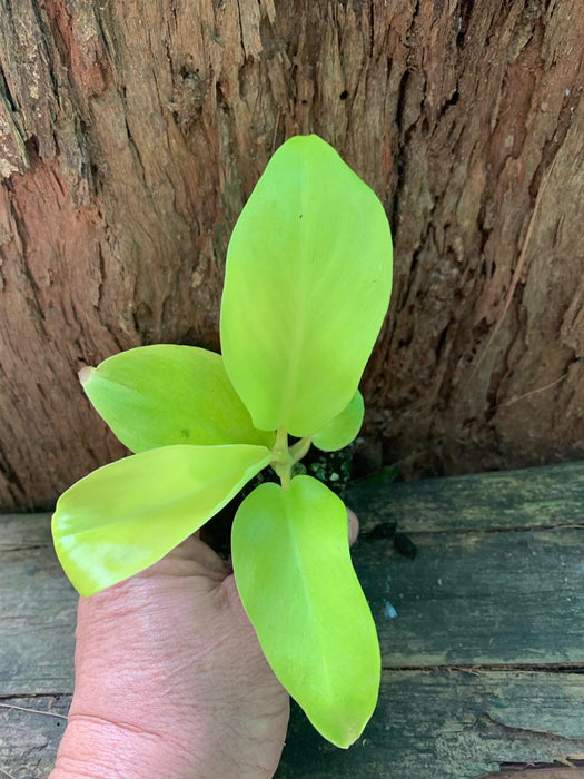 Philodendron Ceylon Beauty