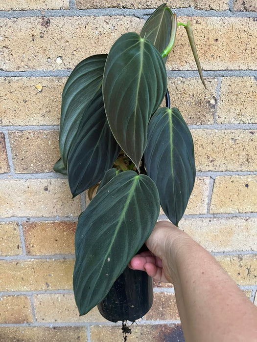 CLEARANCE Philodendron Gigas