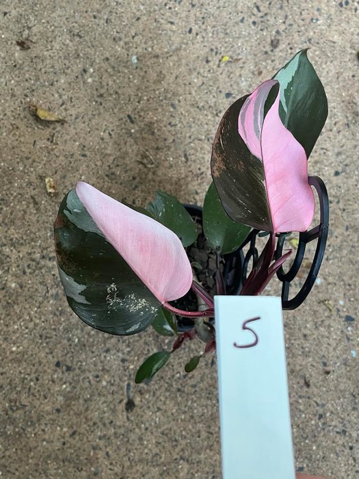 Philodendron Pink Princess #5