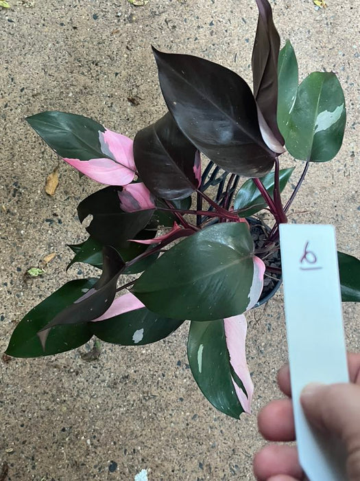 Philodendron Pink Princess #6