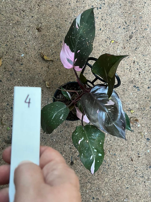 Philodendron Pink Princess #4
