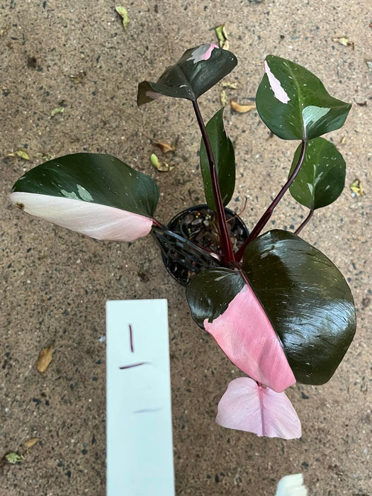 Philodendron Pink Princess #1