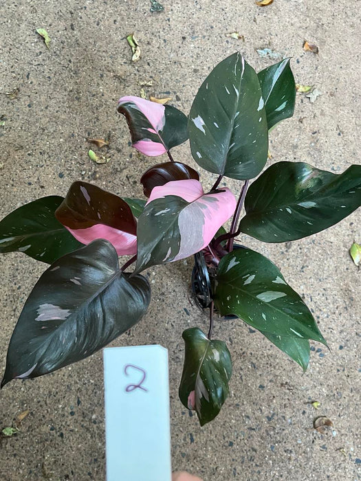 Philodendron Pink Princess #2