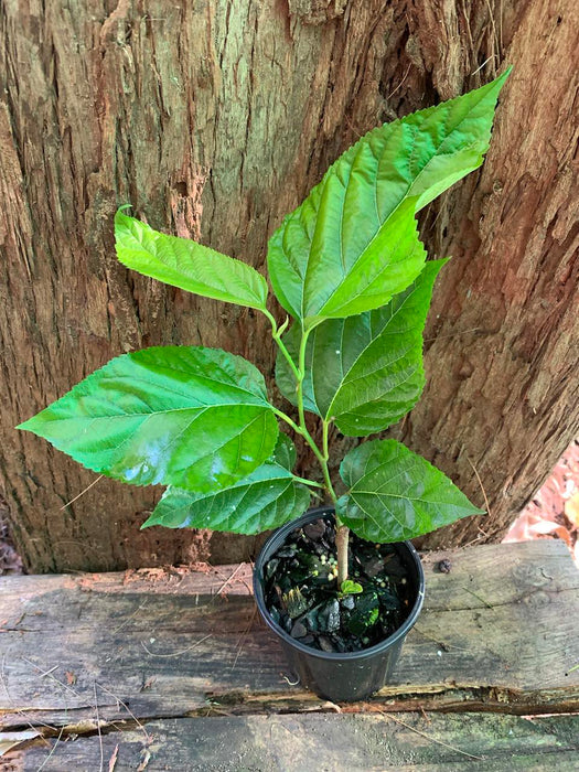Dwarf Black Mulberry
