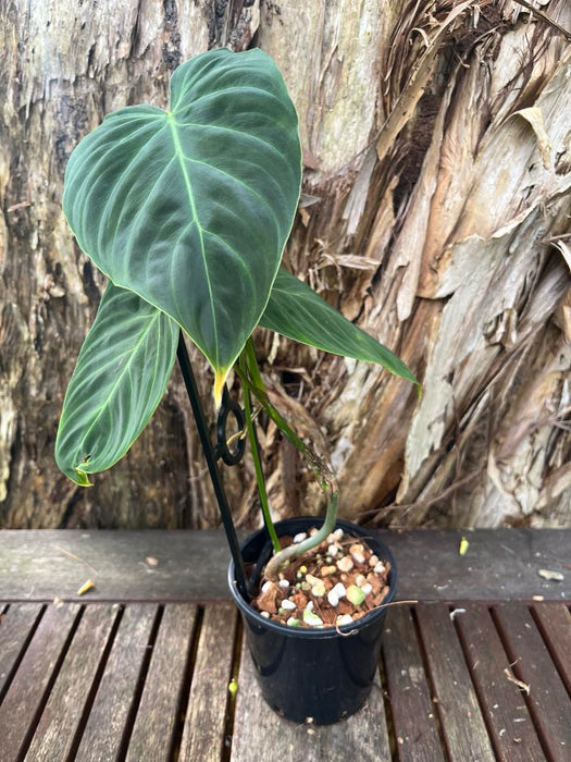 Philodendron Splendid